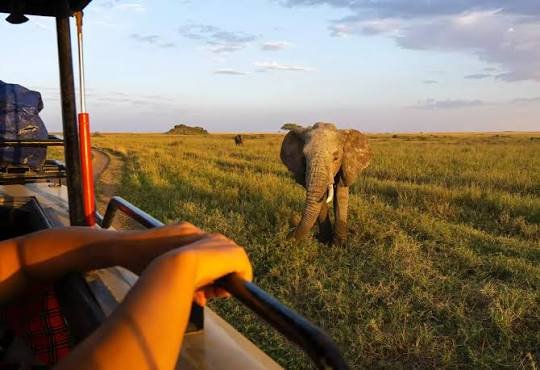 Elephants