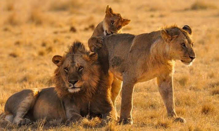Serengeti lion