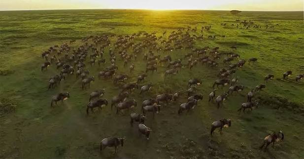 Serengeti Migration
