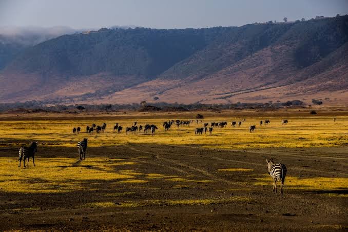 Ngorongoro