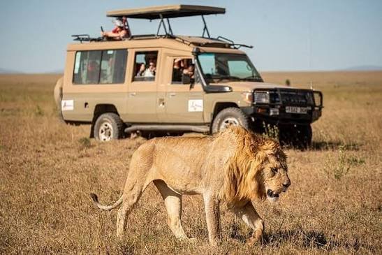 Safari