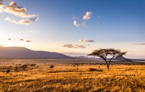 Savanna