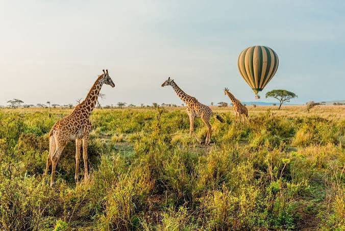 Tanzania safari