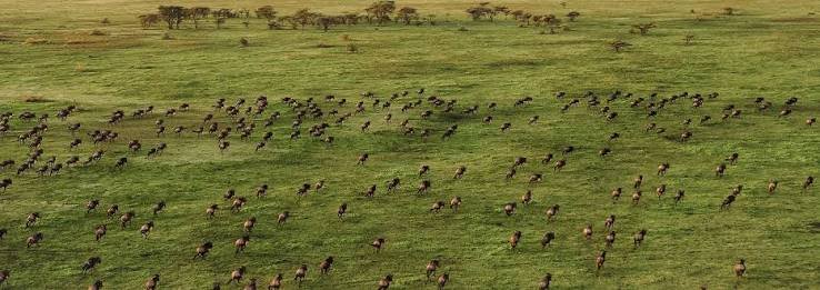 Wildlife