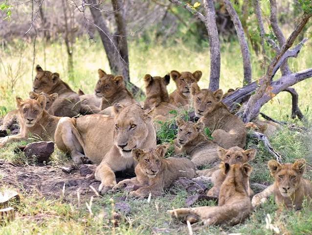 Wildlife